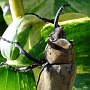 Megasoma elephas, el escarabajo elefante, en Honduras.  Foto cortesía de Brett Ratcliffe.